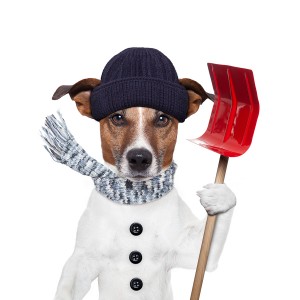 bigstock-Winter-Dog-Shovel-Snow-36814016